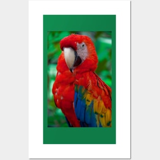 Panama. Bocas del Toro. Macaw. Posters and Art